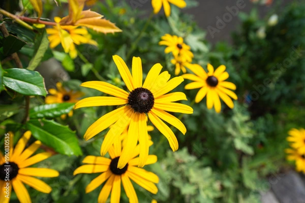 Obraz 夏に、元気に咲く、ルドベキアの黄色の花