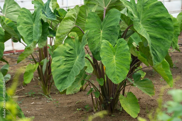 Obraz 夏の里芋の畑