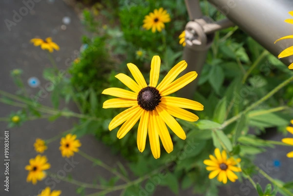 Obraz 鮮やかな黄色のルドベキアの花