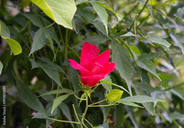 Obraz 夏に咲く赤いモミジアオイ