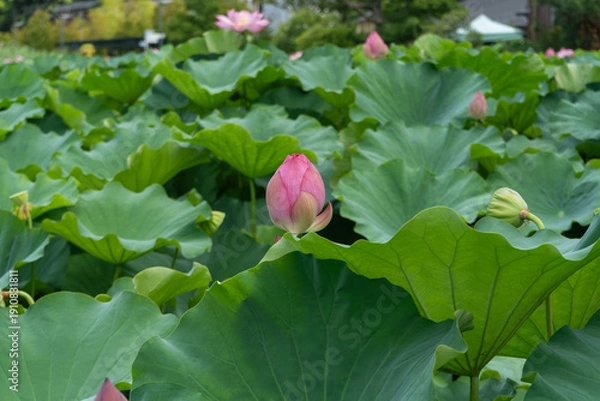 Obraz 花開く前の不忍の池の蓮