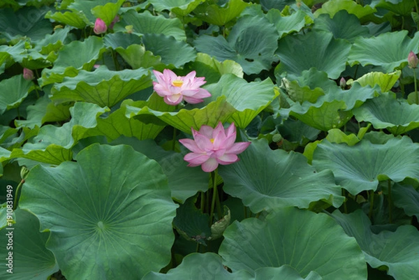 Obraz 真夏の不忍池