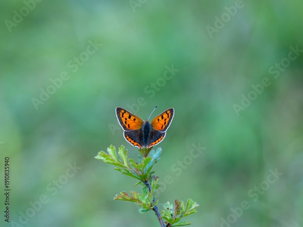 Obraz Small Copper Butterfly