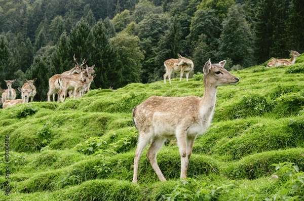 Obraz bavarian Alps Deers