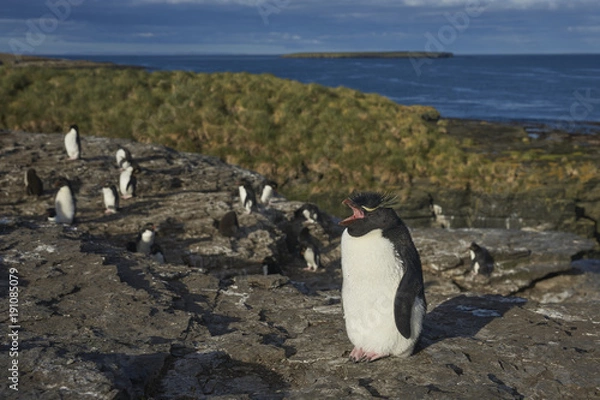 Fototapeta Rockhopper Penguins (Eudyptes chrysocome) on the cliffs of Bleaker Island in the Falkland Islands