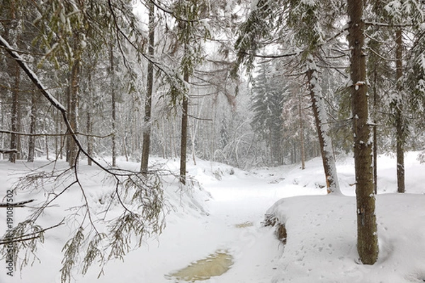 Obraz Cold day in snowy winter forest