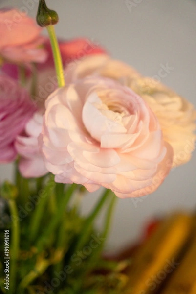 Obraz Soft pink ranunculus flower closeup minimal composition, Vertical