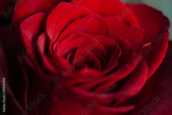 Fototapeta Bud of a red delicate rose. Valentine macro background wallpaper.