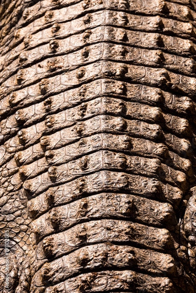 Obraz Detailed view on the structured back of a crocodile