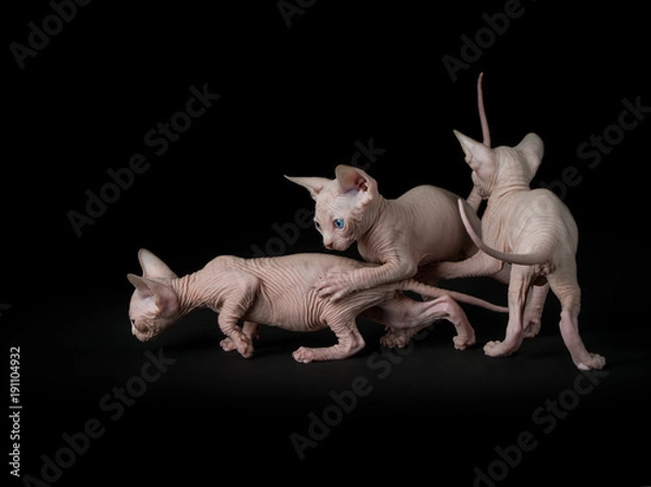 Fototapeta Sphynx cats