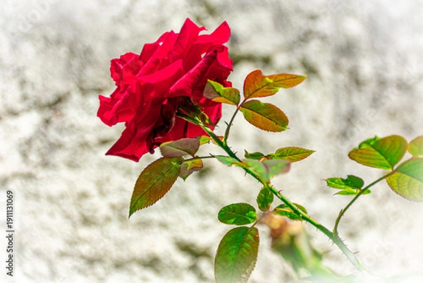 Obraz rosa natural vermelha