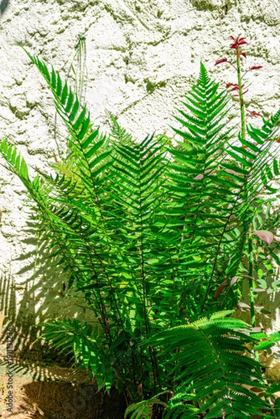 Obraz samambaia selvagem