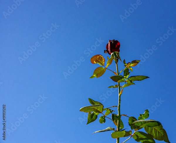 Obraz botão de rosa com folhas