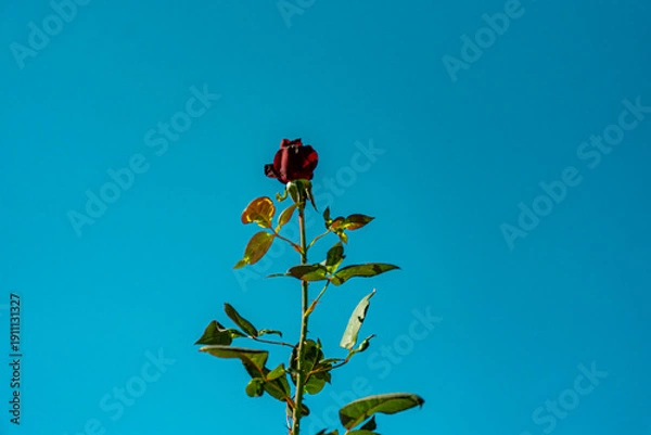 Obraz botão de rosa vermelho