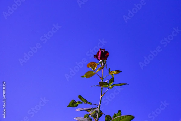 Obraz botão de rosa