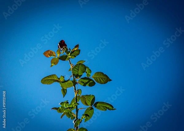 Obraz botão de rosa vermelha