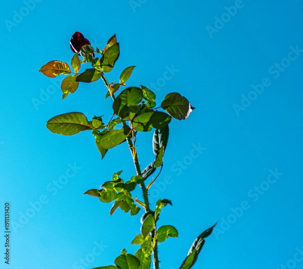 Obraz botão de rosa