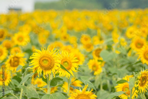 Fototapeta ひまわり畑