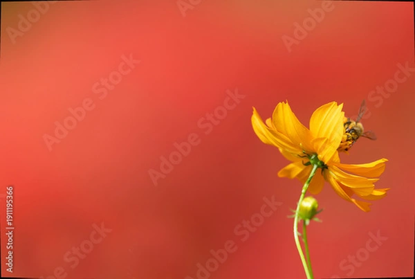 Fototapeta ぼかした彼岸花背景のキバナコスモスと蜜蜂