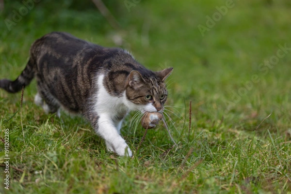 Obraz Katze fängt Maus