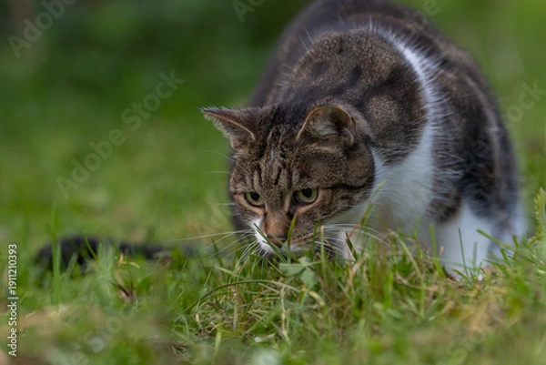 Obraz Katze fängt Maus
