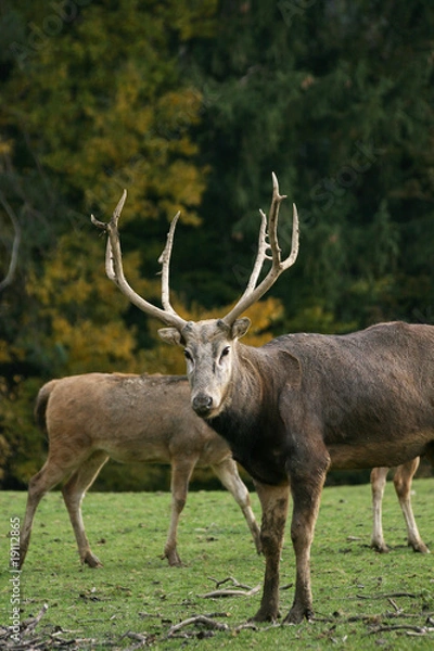 Fototapeta Davidshirsch