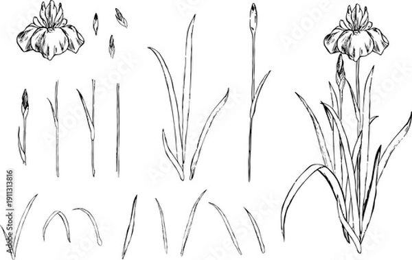 Obraz ペンで描いた菖蒲のパーツイラスト