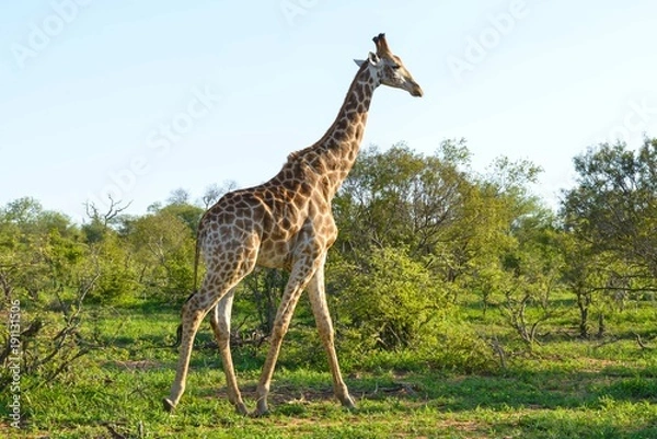 Obraz African girafffe