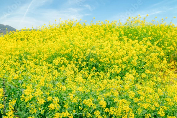 Obraz 	見頃を迎えた菜の花