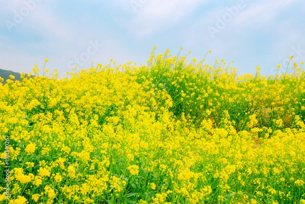 Obraz 満開を迎えた菜の花