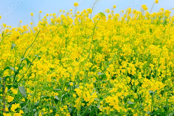 Obraz 見頃を迎えた菜の花