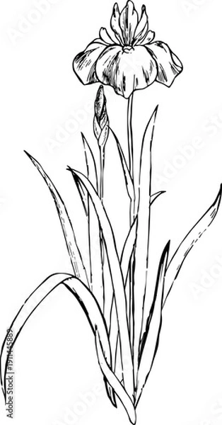 Obraz ペンで描いた菖蒲のイラスト