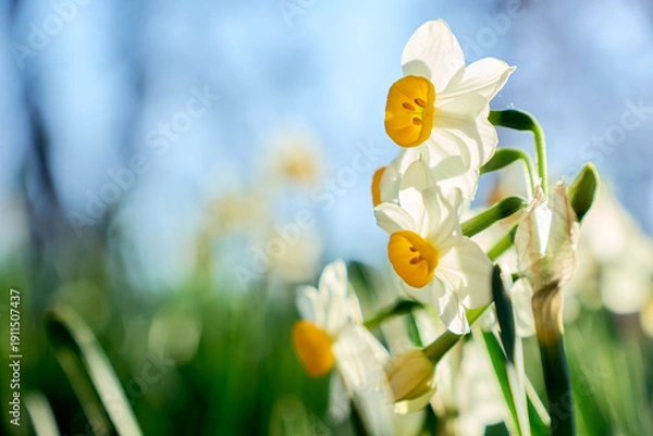 Obraz 冬の終わりに咲き誇る鮮やかな水仙の花のクローズアップ