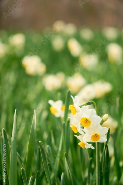 Obraz 優雅に咲く水仙のクローズアップと柔らかくぼやけた背景