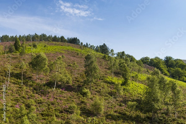 Fototapeta Bruyère de montagne (Calluna vulgaris) dans les Pyrénées