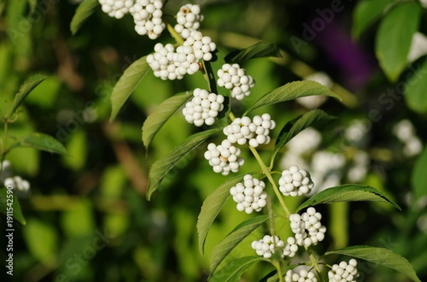 Obraz シロミノコムラサキの実