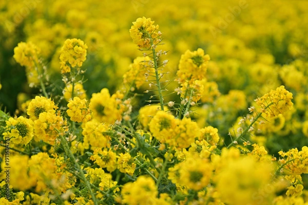 Obraz 黄色い菜の花