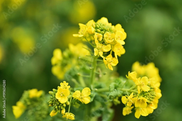 Obraz 黄色い菜の花