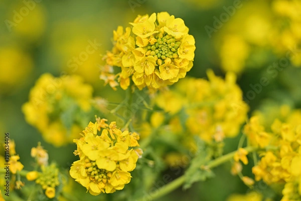 Obraz 黄色い菜の花