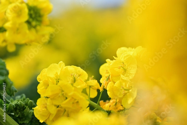 Obraz 黄色い菜の花