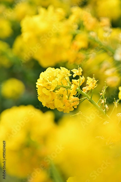 Obraz 黄色い菜の花