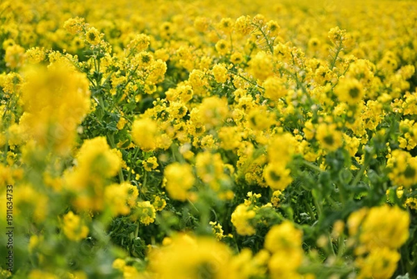 Obraz 黄色い菜の花