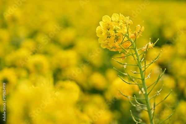 Obraz 黄色い菜の花