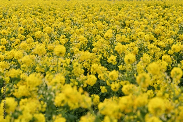 Obraz 黄色い菜の花