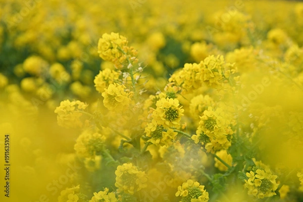 Obraz 黄色い菜の花