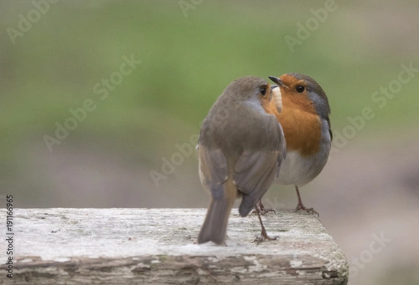 Fototapeta courting robins