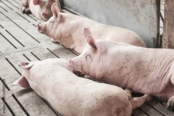 Obraz Young pigs in a stable