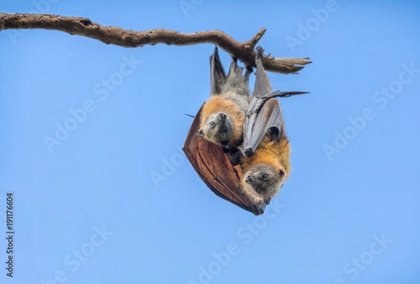 Fototapeta A baby flying fox and its parent cuddling on a branch. The two bats are looking down.
