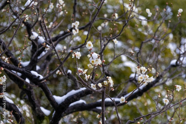 Fototapeta 都心散歩　雪の浜離宮