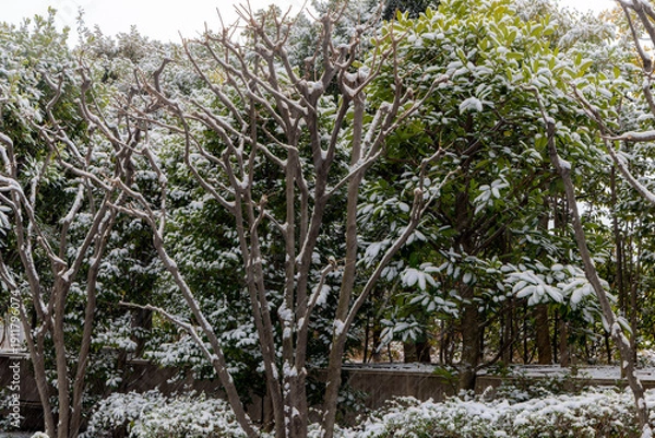 Obraz 都心散歩　雪景色のお庭